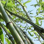 bambusy krzewiaste