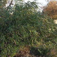 bambusy krzewiaste